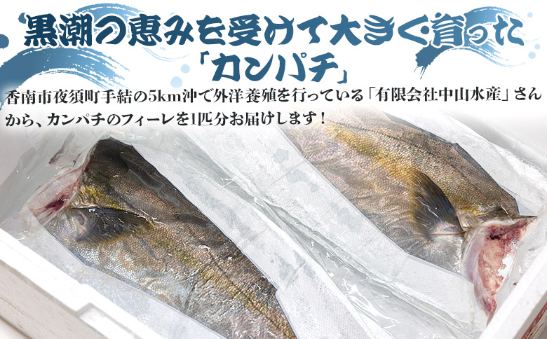 「カンパチ」のフィーレ約2.2kg～2.6Kg 【先行申込】 手結沖養殖 - 期間限定 魚 かんぱち 海鮮 鮮魚 魚介類 切り身 海の幸 ギフト お刺身 煮物 焼き魚 おかず 手結沖養殖 産地直送  高知県 香南市 ny-0008