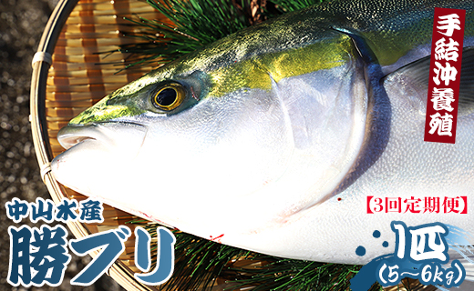 【3回定期便】手結沖養殖「勝ブリ」 1匹(5kg～6kg) 【先行申込】 - 期間限定 魚 ぶり 鰤 寒ブリ 海鮮 鮮魚 魚介類 海の幸 ギフト お刺身 煮物 焼き魚 おかず 手結沖養殖 産地直送 のし対応可 高知県 香南市 Wny-0007