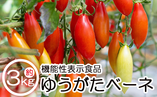 【先行予約受付】機能性表示食品 ミニトマト ゆうがたベーネ 約3kg（1kg×3箱）- 送料無料 野菜 プチトマト フルーツトマト ギフト 高糖度 贈答用 贈り物 高知県 香南市 常温 冷蔵 is-0008