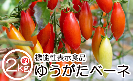 【先行予約受付】機能性表示食品 ミニトマト ゆうがたベーネ 約2kg（1kg×2箱）- ミニトマト プチトマト フルーツトマト ギフト のし対応 高糖度 お歳暮 御歳暮 贈答用 贈り物 is-0009