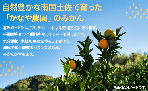 【数量限定】土佐乃かなや マルチ 山北みかん 約5kg - 送料無料 フルーツ 果物 温州みかん ミカン 柑橘 甘い おいしい 旬 季節限定 かなや農園 5キロ うんしゅう あまい オレンジ 柑橘類 柑橘 系 果実 美味しい おいしい ジューシー 果汁 みずみずしい お取り寄せ おとりよせ おすそわけ ジャム ジュース フレッシュ 濃厚 のうこう 高知県 香南市 常温 be-0017