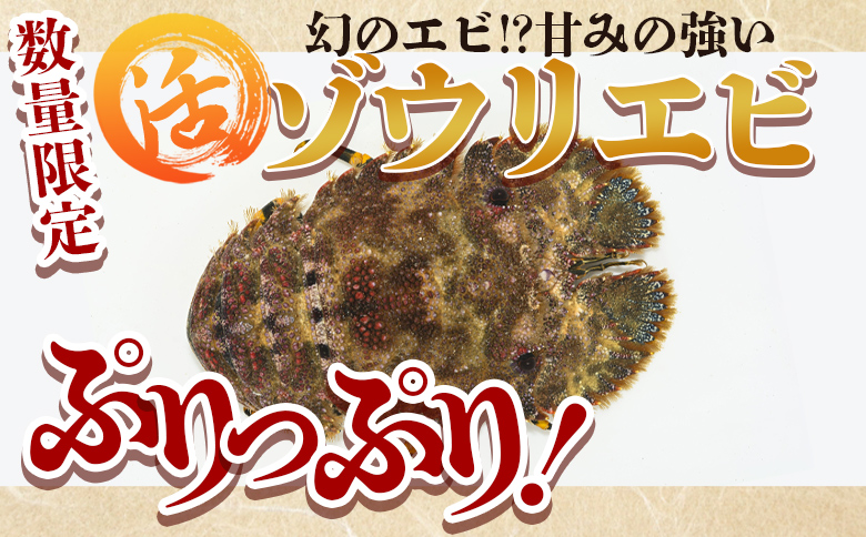 【数量限定】活 ゾウリエビ 約200～250g(1尾～2尾) - 海老 国産 エビ えび 海鮮 魚介 産地直送 プリプリ 味噌汁 刺身 焼き物 汁物 えび蔵 高知県 香南市 冷蔵 10000円以上 1万円以上 eb-0053
