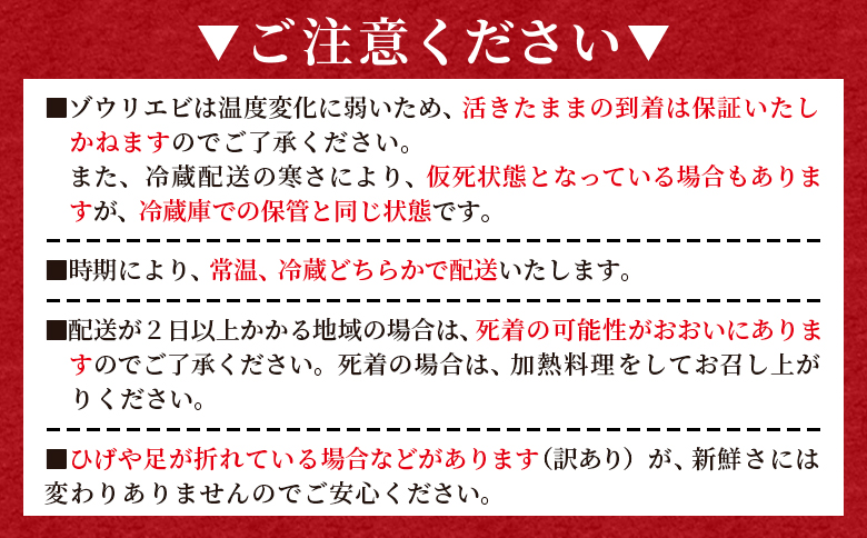 【数量限定】活 ゾウリエビ 約200～250g(1尾～2尾) - 海老 国産 エビ えび 海鮮 魚介 産地直送 プリプリ 味噌汁 刺身 焼き物 汁物 えび蔵 高知県 香南市 冷蔵 10000円以上 1万円以上 eb-0053