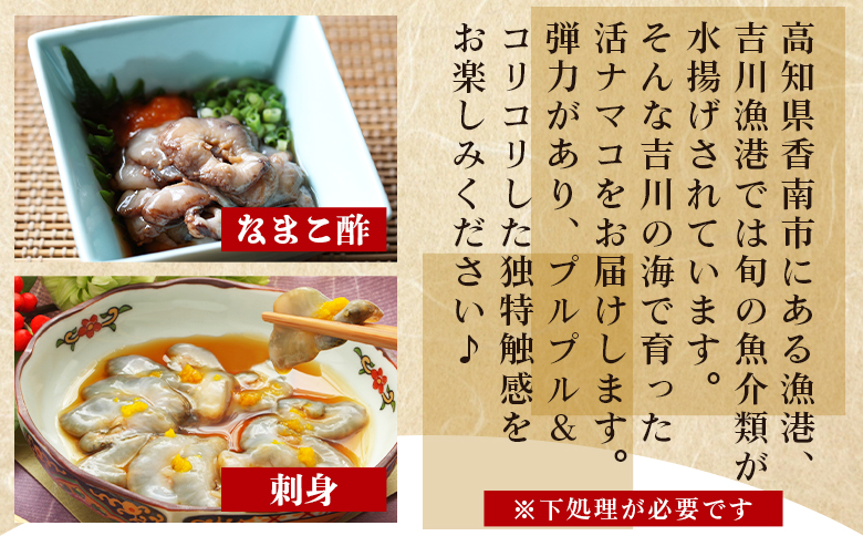 活ナマコ 2kg 赤ナマコ - 国産 産地直送 赤なまこ なまこ ナマコ 海鼠 海産物 海鮮 魚介類 刺身 刺し身 炒め物 塩辛 このわた えび蔵 高知県 香南市 冷蔵  eb-0041