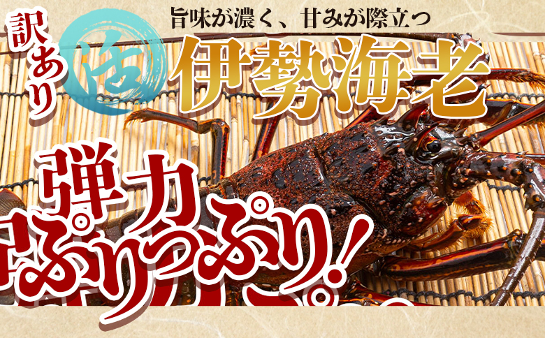 活 伊勢海老 計1kg(1～5匹) 冷蔵 - 活き伊勢海老 訳あり 国産 エビ えび 海鮮 魚介 産地直送 プリプリ 味噌汁 刺身 焼き物 汁物 えび蔵 高知県 香南市 冷蔵 10000円以上 1万円以上 eb-0044