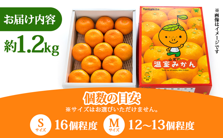 【2026年発送分】山北温室みかん 約1.2kg 秀品 ku-0050