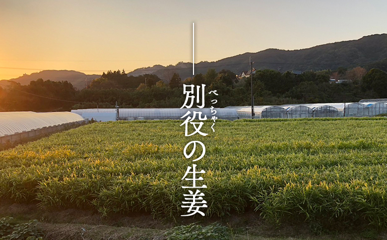 香南市産 別役の生姜 20kg - しょうが ショウガ ジンジャー 薬味 調味料 国産 株式会社べっちゃく 高知県 香南市 bc-0024