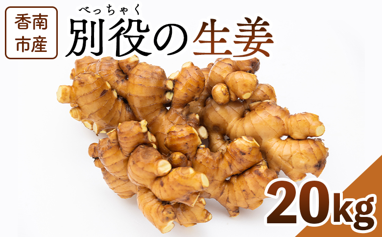 香南市産 別役の生姜 20kg - しょうが ショウガ ジンジャー 薬味 調味料 国産 株式会社べっちゃく 高知県 香南市 bc-0024