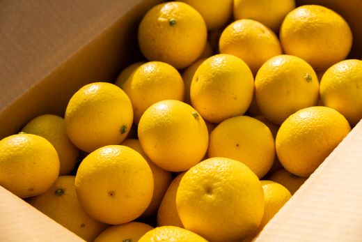 間城農園 爽やかな香りの黄金柑(おうごんかん)2.5kg - フルーツ 果物 柑橘 ms-0044