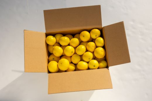 間城農園 爽やかな香りの黄金柑(おうごんかん)2.5kg - フルーツ 果物 柑橘 ms-0044