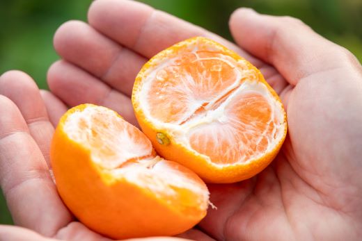 山北みかん 大玉サイズ(L,2Lサイズ) 10kg 約60〜80個入り 甘い - 果物 フルーツ 柑橘類 温州みかん ミカン 蜜柑 甘い おいしい 美味しい 山北みらい 高知県 香南市 yk-0065