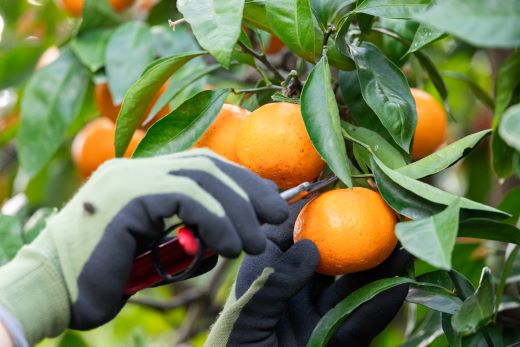 山北みかん 大玉サイズ(L,2Lサイズ) 10kg 約60〜80個入り 甘い - 果物 フルーツ 柑橘類 温州みかん ミカン 蜜柑 甘い おいしい 美味しい 山北みらい 高知県 香南市 yk-0065