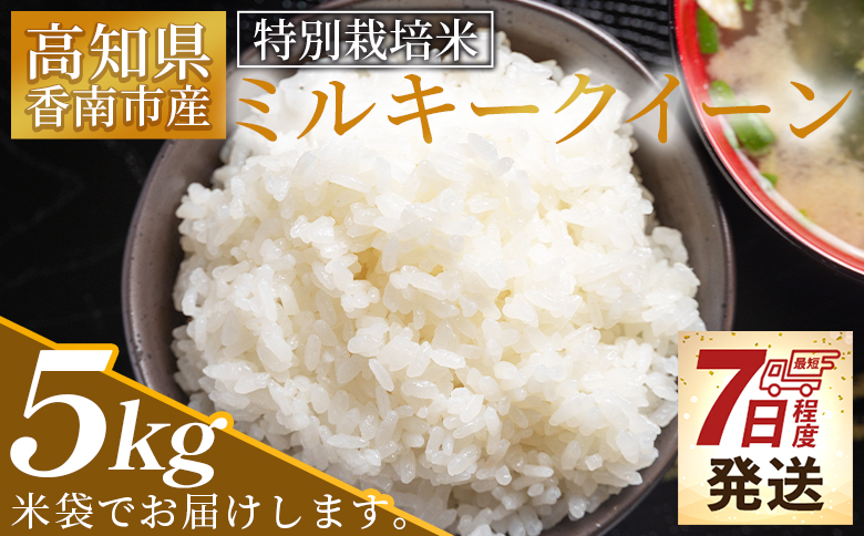 【7日程度で発送】特別栽培米 ミルキークイーン 5kg 高知県香南市産 - お米 米 白ご飯 ごはん 精米 精米 お弁当 おにぎり おむすび 炊き込みご飯 おいしい 美味しい 防災 非常食 備蓄 スピード発送 田代果樹農園 高知県 香南市【常温】 sr-0001
