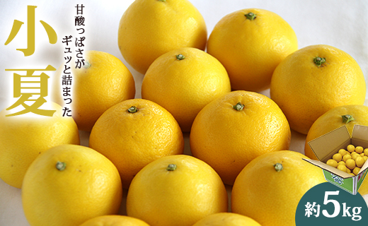 【数量限定】小夏（日向夏）約5kg - 果物 柑橘 フルーツ くだもの ひゅうがなつ 甘酸っぱさがギュッと詰まった ニューサマーオレンジ 期間限定 のし対応可 送料無料 高知県 香南市 ku-0033