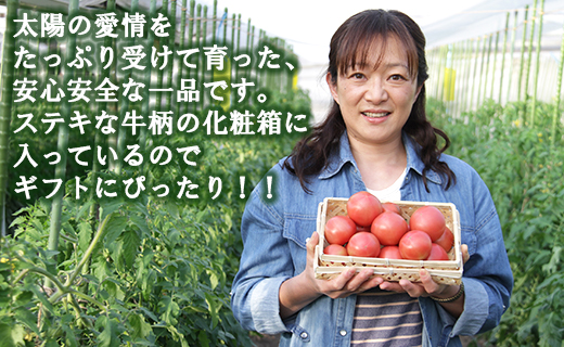 【数量限定】うしの恵 フルーツトマト 化粧箱入り 約1.5kg - 野菜 とまと 産地直送 2025年発送 令和7年 料理 アレンジ サラダ 鍋 サンドイッチ 完熟 甘い あまい フレッシュ さっぱり 酸味 ギフト 贈答 お礼 御礼 おいしい 国産 高知県 香南市 mj-0013