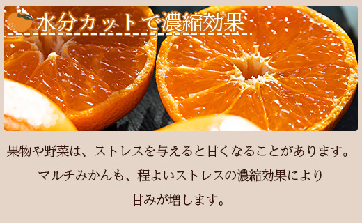 【数量限定】土佐乃かなや マルチ 献上みかん「倭香(わか)」2.8kg - 送料無料 柑橘 のし 熨斗 数量限定 配送時間指定 蜜柑 ミカン フルーツ 果物 くだもの デザート お取り寄せ おとりよせ 国産 特産品 旬 柑橘類 柑橘 系 オレンジ 果実 ジューシー 果汁 みずみずしい フレッシュ 濃厚 のうこう 美味しい おいしい ジャム ジュース 甘い あまい 酸味 薄皮 大玉 大きい 箱 贈答品 贈答用 プレゼント ギフト お祝い 内祝い 感謝 お礼 御礼 お歳暮 高知県 香南市 常温 be-0018