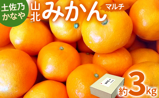 【数量限定】土佐乃かなや マルチ 山北みかん 約3kg - 送料無料 フルーツ 果物 くだもの 温州みかん ミカン 柑橘 甘い おいしい 旬 季節限定 かなや農園 合同会社Benifare 国産 特産品 高知県 香南市 be-0016