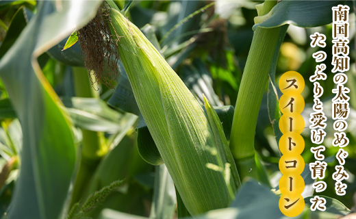 【2026年5月下旬より順次配送】朝どれスイートコーン 2.5kg以上(7～8本) - トウモロコシ とうもろこし 野菜 国産 産地直送 期間限定 季節限定 旬彩ファームやまさき sy-0001
