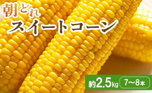 【2026年5月下旬より順次配送】朝どれスイートコーン 2.5kg以上(7～8本) - トウモロコシ とうもろこし 野菜 国産 産地直送 期間限定 季節限定 旬彩ファームやまさき sy-0001