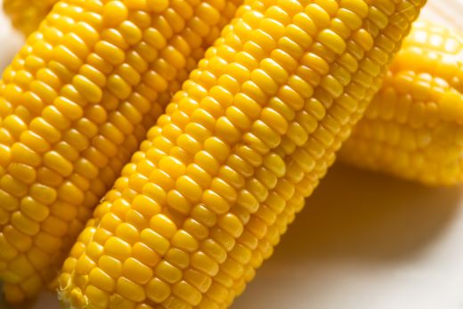 【2026年5月下旬より順次配送】朝どれスイートコーン 2.5kg以上(7～8本) - トウモロコシ とうもろこし 野菜 国産 産地直送 期間限定 季節限定 旬彩ファームやまさき sy-0001