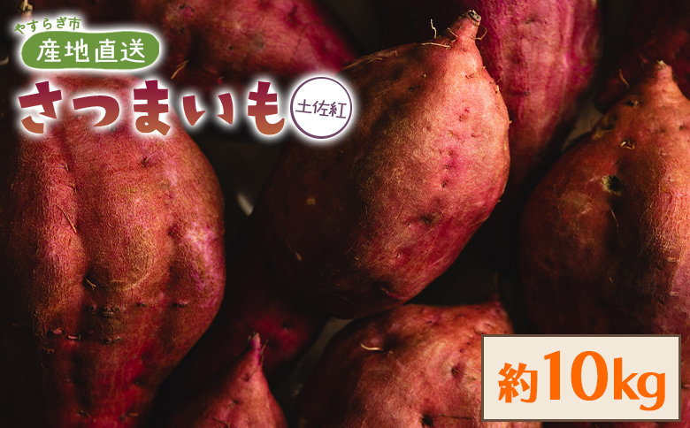 【８月発送開始】さつまいも（土佐紅）10kg - サツマイモ さつま芋 野菜 焼き芋 やきいも 焼いも おやつ スイーツ スイートポテト バター焼き アレンジ 料理 国産 高知県 香南市 yr-0146