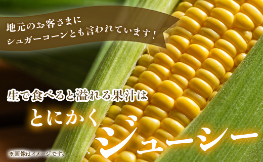 【2026年5月下旬より順次配送】朝どれスイートコーン 2.5kg以上(7～8本) - トウモロコシ とうもろこし 野菜 国産 産地直送 期間限定 季節限定 旬彩ファームやまさき sy-0001