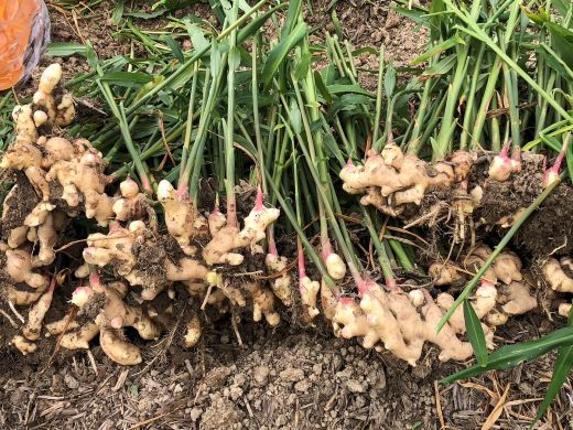 éŠååžç£ å¥åœ¹ã®çå§ 8kg - ãããã ã·ã§ãŠã¬ ãžã³ãžã£ãŒ è¬å³ èª¿å³æ åœç£ æ ªåŒäŒç€Ÿã¹ã£ã¡ãã é«ç¥ç éŠååž bc-0016