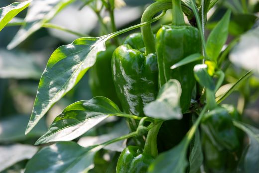 【先行受付】高知県香南市産採れたてピーマン1kg - 野菜 やさい 新鮮 国産 肉厚 炒め物 肉詰め 料理 高知県 香南市 冷蔵 im-0001