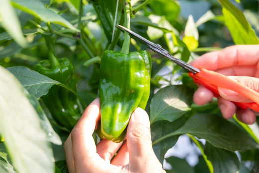 【先行受付】高知県香南市産採れたてピーマン1kg - 野菜 やさい 新鮮 国産 肉厚 炒め物 肉詰め 料理 高知県 香南市 冷蔵 im-0001