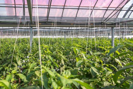 【先行受付】高知県香南市産採れたてピーマン1kg - 野菜 やさい 新鮮 国産 肉厚 炒め物 肉詰め 料理 高知県 香南市 冷蔵 im-0001