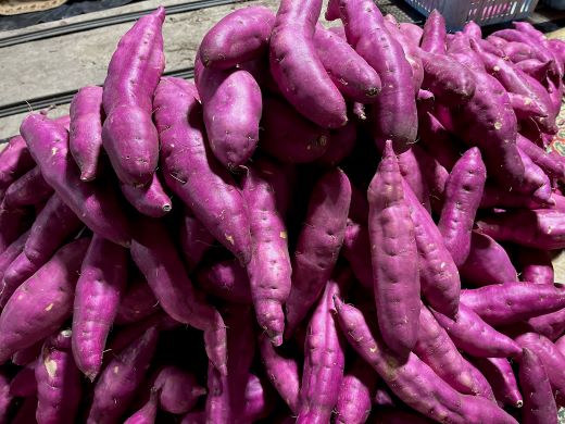 【2026年発送分】さつまいも(土佐紅) Mサイズ 5kg- サツマイモ さつま芋 野菜 焼き芋 やきいも 焼いも 蒸し芋 おやつ スイーツ スイートポテト 国産 アスタ農園 高知県 香南市【常温】 at-0050