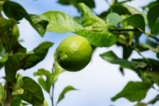 レモン 1kg - 香南市産 国産 檸檬 れもん 果物 くだもの フルーツ 野菜 柑橘 果汁 料理 アレンジ はちみつレモンパウンドケーキ 高知県 香南市 常温 冷蔵 sj-0008