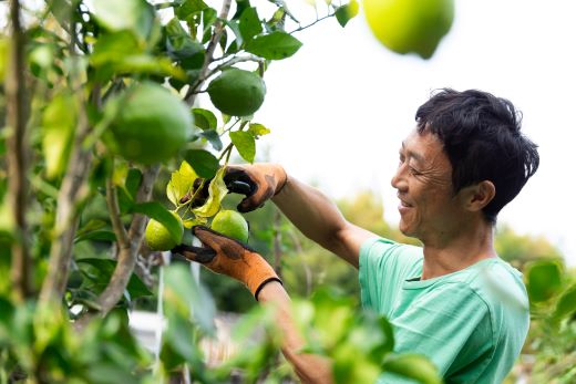レモン 1kg - 香南市産 国産 檸檬 れもん 果物 くだもの フルーツ 野菜 柑橘 果汁 料理 アレンジ はちみつレモンパウンドケーキ 高知県 香南市 常温 冷蔵 sj-0008