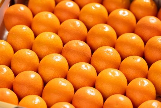 ãå
è¡åä»ããæ°ééå®ãé«ç¥ã®å€ªéœã济ã³ã å®çãã«ãŒããããã çŽ1kg å
è¡åä» - æç© ãã ãã® ãã³ã«ã³ éæ ããŸã ãããã ææ© éæç¡æ æééå® å£ç¯ãã® é«ç¥ç éŠååž ku-0032