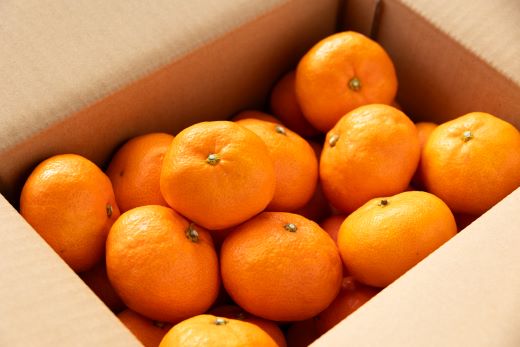 çãå®çã¿ãã 寿倪éïŒãã
ãããïŒçŽ4kg - éæç¡æ ãã«ãŒã æç© ãã ãã® ãã«ã³ èæ ææ©é¡ ããŸã ãããã æ°ééå® æééå® å£ç¯ãã® éå蟲å é«ç¥ç éŠååž ms-0086