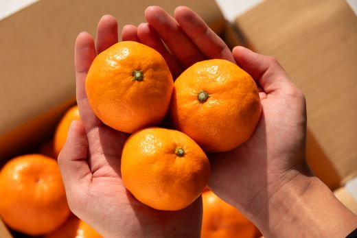 みかん 5kg 寿太郎 家庭用 間城農園 甘い完熟みかん 寿太郎 (家庭用) 5kg - フルーツ 家庭用 訳あり 果物 柑橘 みかん ms-0082