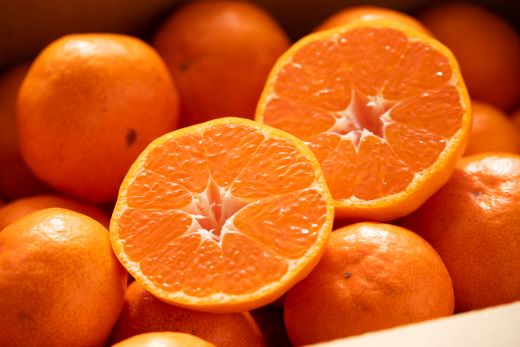 みかん 5kg 寿太郎 家庭用 間城農園 甘い完熟みかん 寿太郎 (家庭用) 5kg - フルーツ 家庭用 訳あり 果物 柑橘 みかん ms-0082