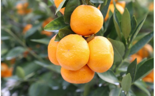 みかん 5kg 寿太郎 家庭用 間城農園 甘い完熟みかん 寿太郎 (家庭用) 5kg - フルーツ 家庭用 訳あり 果物 柑橘 みかん ms-0082