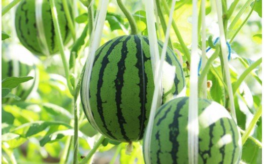 【期間限定】江本農園 夏の小玉アンテナスイカ 1玉ギフト箱 赤 - 期間限定 ギフト 減農薬 高糖度 立体栽培 すいか 西瓜 果物 くだもの フルーツ デザート em-0028