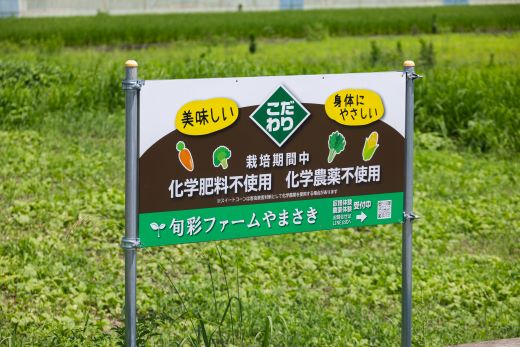 【2026年5月下旬より順次配送】朝どれスイートコーン 2.5kg以上(7～8本) - トウモロコシ とうもろこし 野菜 国産 産地直送 期間限定 季節限定 旬彩ファームやまさき sy-0001