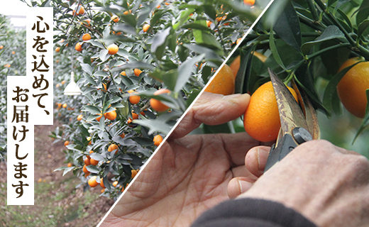 ãå
è¡åä»ããæ°ééå®ãé«ç¥ã®å€ªéœã济ã³ã å®çãã«ãŒããããã çŽ1kg å
è¡åä» - æç© ãã ãã® ãã³ã«ã³ éæ ããŸã ãããã ææ© éæç¡æ æééå® å£ç¯ãã® é«ç¥ç éŠååž ku-0032