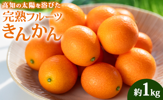 【数量限定】高知の太陽を浴びた 完熟フルーツきんかん 約1kg 先行受付 - 果物 くだもの キンカン 金柑 あまい おいしい 柑橘 送料無料 期間限定 季節もの 高知県 香南市 ku-0032