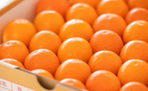 ãå
è¡åä»ããæ°ééå®ãé«ç¥ã®å€ªéœã济ã³ã å®çãã«ãŒããããã çŽ1kg å
è¡åä» - æç© ãã ãã® ãã³ã«ã³ éæ ããŸã ãããã ææ© éæç¡æ æééå® å£ç¯ãã® é«ç¥ç éŠååž ku-0032