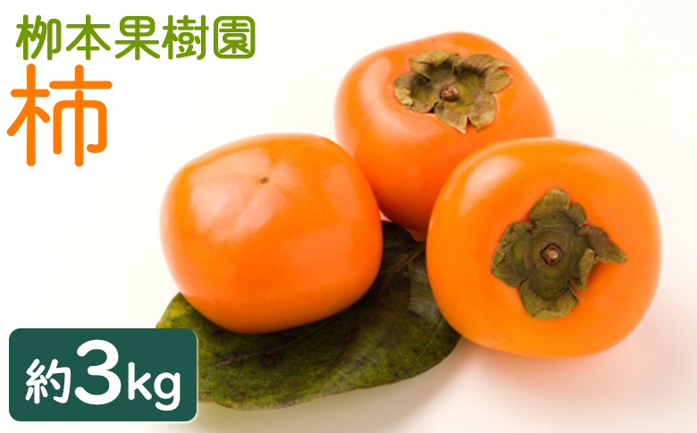 柳本果樹園の柿 3kg - 果物 くだもの フルーツ カキ かき 甘い おいしい 送料無料 期間限定 季節限定 数量限定 柳本果樹園 高知県 香南市 yg-0014