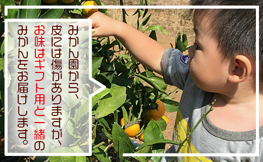 【先行予約】土佐の高知のくだもの畑 みかん(家庭用)10kg(5kg箱×2) - 温州みかん ミカン 訳アリ わけあり 蜜柑 ミカン 柑橘 柑橘類 フルーツ 果物 くだもの ご家庭用 ご自宅 美味しい おいしい 高知県 香南市 kd-0027