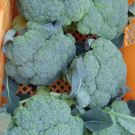 栄養豊かで身体に優しいブロッコリー 約2kg 4～5個入り - 野菜 やさい 産地直送 国産 旬 朝採れ 新鮮 サラダ スープ シチュー 弁当 おかず 便利 料理 簡単調理 冷凍保存可 高知県 香南市 常温 sy-0010