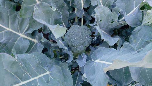 栄養豊かで身体に優しいブロッコリー 約2kg 4～5個入り - 野菜 やさい 産地直送 国産 旬 朝採れ 新鮮 サラダ スープ シチュー 弁当 おかず 便利 料理 簡単調理 冷凍保存可 高知県 香南市 常温 sy-0010