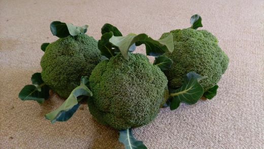 栄養豊かで身体に優しいブロッコリー 約2kg 4～5個入り - 野菜 やさい 産地直送 国産 旬 朝採れ 新鮮 サラダ スープ シチュー 弁当 おかず 便利 料理 簡単調理 冷凍保存可 高知県 香南市 常温 sy-0010