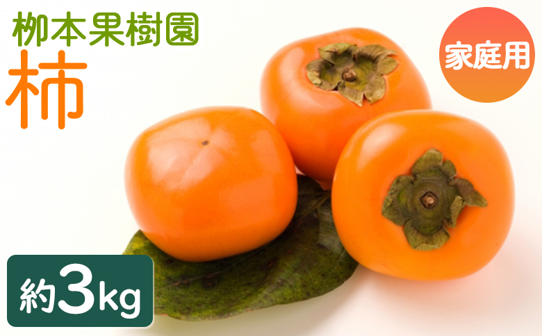 [先行予約][訳あり] 柳本果樹園の柿 3kg - ご家庭用 果物 くだもの フルーツ カキ かき 甘い おいしい 送料無料 期間限定 季節限定 数量限定 柳本果樹園 高知県 香南市 yg-0016