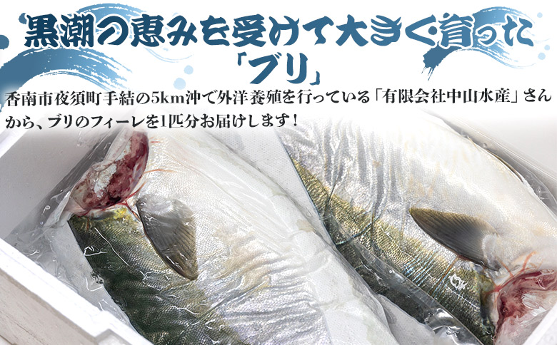 「勝ブリ」のフィーレ約3.2kg～3.9kg 手結沖養殖 - 期間限定 魚 ぶり 鰤 寒ブリ 海鮮 鮮魚 魚介類 切り身 海の幸 ギフト お刺身 煮物 焼き魚 おかず 産地直送 のし対応可 送料無料 高知県 香南市 ny-0004